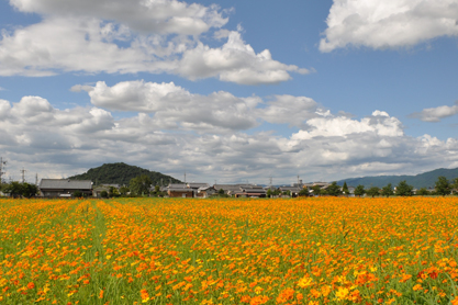 橿原市