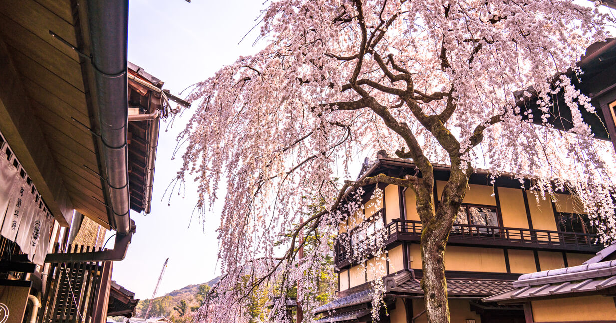 京都春の三年坂