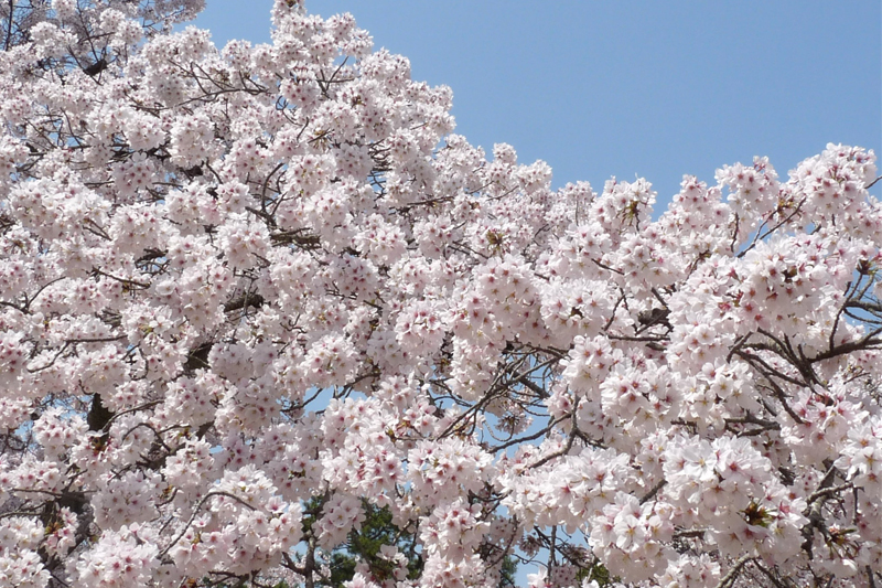 桜