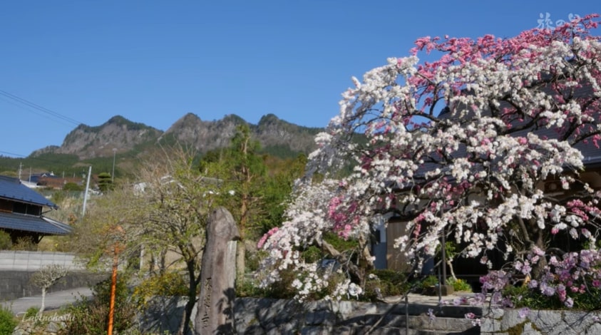 曽爾村　山桜