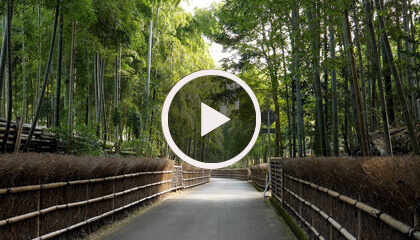 平等院鳳凰堂と宇治上神社