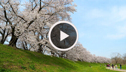 背割堤桜と春の八幡