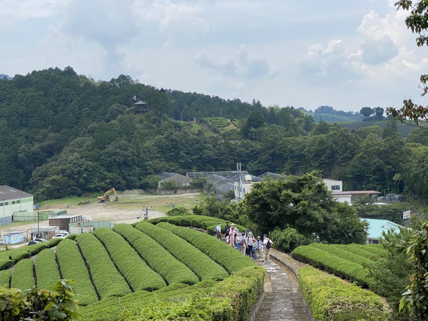 ＜イベントレポート＞緑の里山 和束町でお茶づくり体験～おいしいお茶ができるまで～