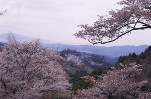吉野の桜