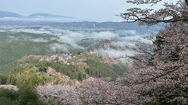 世界遺産　吉野・大峯　吉野桜と花会式