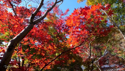 八幡の紅葉　旅の星