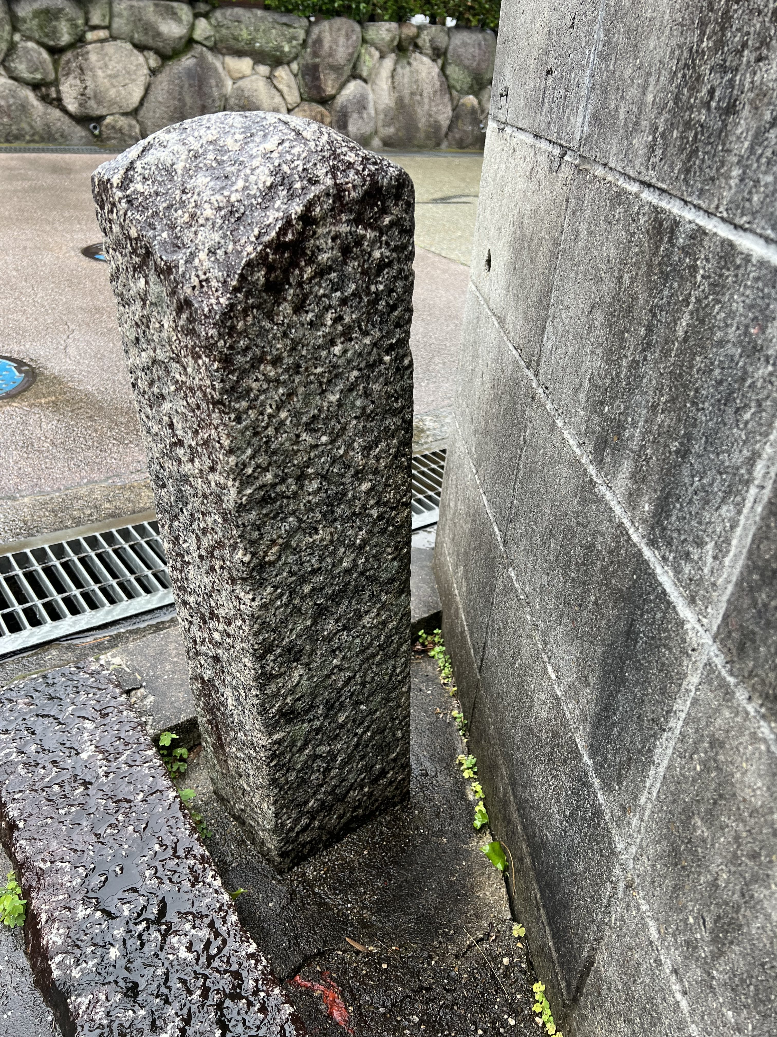 背側