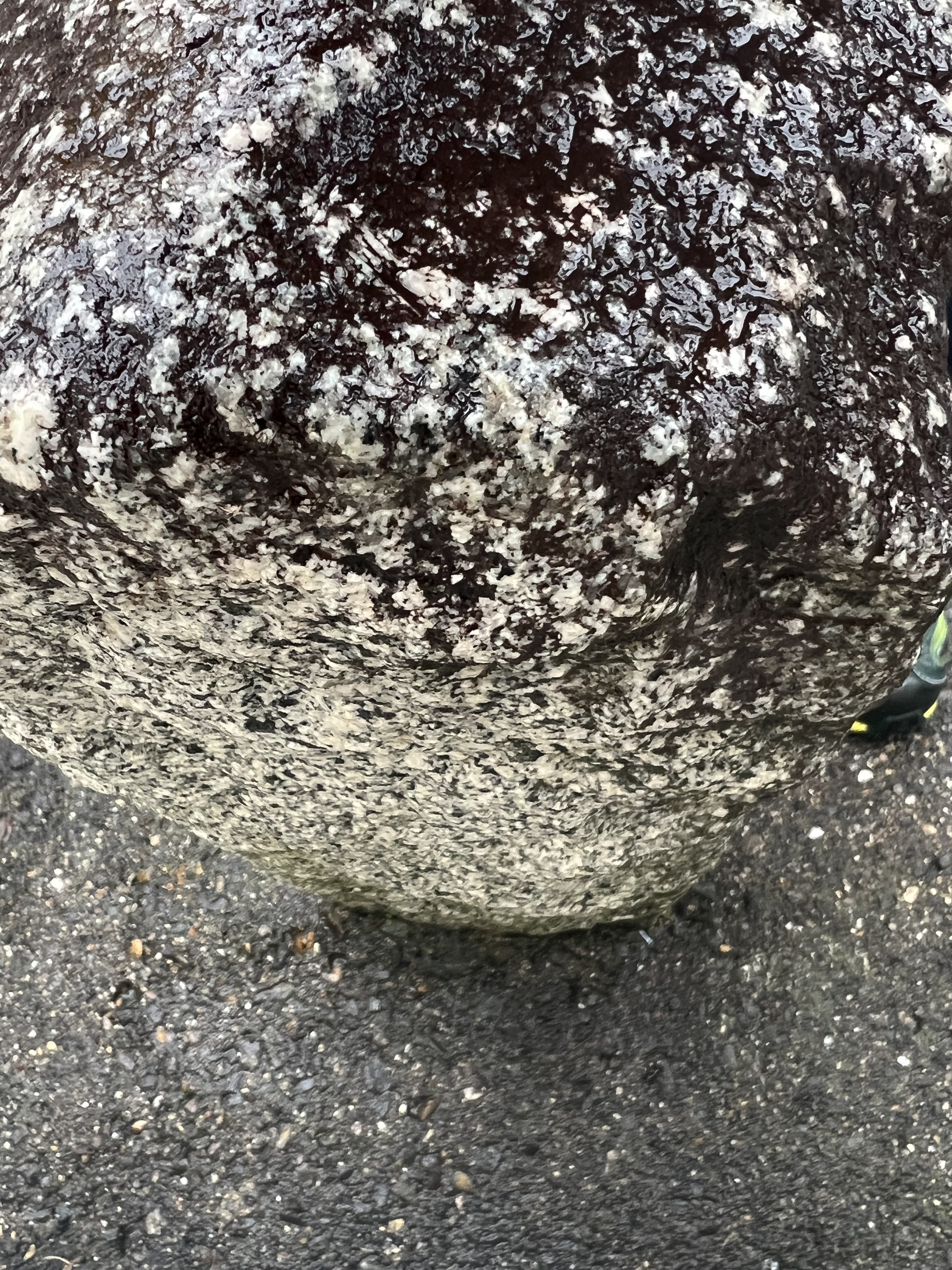 背側