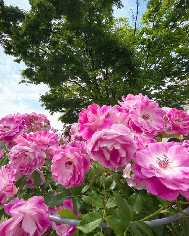 大阪中之島（バラ園、中央公会堂など）

大阪市役所や中央公会堂、バラ園などが並ぶ延長約1.5kmの中之島公園は、明治24年（1891）に市営公園として大阪で初めて開設されました。広大な敷地の一角にある東側のバラ園は、5月上旬から見頃を迎えた約3.700株のバラが咲き誇ります。つる薔薇が続く散歩道「バラの小径」、庭園風の「バラの庭」、広々とした「バラの広場」と3エリアに分かれており、様々な種類をゆっくりと鑑賞することができます。
（バラ園は常時開放、入場無料です）

またこの時期は新緑が美しく、重要文化財に指定されている中央公会堂周辺や大阪市役所南側のケヤキ並木遊歩道（みおつくしプロムナード）などレトロな街並みを楽しみながら憩いの場として多くの方が利用しています。

バラ園：最寄り駅. 京阪電鉄中之島線
「なにわ橋駅」3番4番出口　「北浜駅」26番出口
※地下鉄御堂筋線「淀屋橋駅」はバラ園まで徒歩約8分

-------------------------
#中之島公園 #中之島公園バラ園 #大阪観光スポット #歴史街道 #中央公会堂 #レトロな街並み #堂島川 #バラ園 #散歩道 #大阪市 #大阪の風景 #ケヤキ並木 #みおつくしプロムナード #バラの小径 #重要文化財
