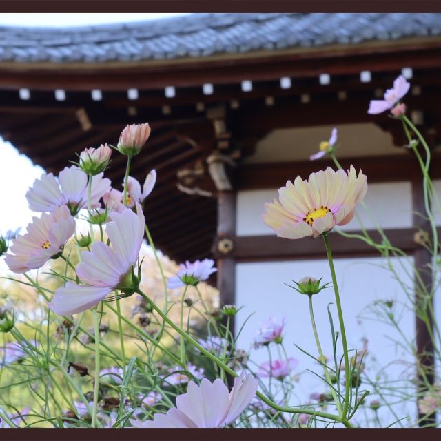 安倍文珠院（あべもんじゅいん）

奈良県桜井市にある安倍文珠院は、日本三文殊のひとつで「大和安倍の文殊さん」として呼ばれている寺院です。ご本尊は「三人寄れば文殊の知恵」で有名な文殊菩薩です。

歴史は古く大化の改新があった皇極天皇4年（645）に創建され、国宝であるご本尊の文殊菩薩像は約7メートルで日本最大となります。

中央の池に浮かぶ金閣浮御堂では7枚のお札とお守りを使った「七まいり」で厄除けや災難除けが体験できます。

またコスモスの花が有名で、秋になると可憐な花々が寺院を彩ります。境内に作られたコスモス迷路もお楽しみ頂けますので、是非お近くにお越しの際はお立ち寄りください‼️😊
----------
#安倍文珠院 #コスモス #奈良景観資産 #景色綺麗 #秋桜 #文殊の知恵 #奈良県桜井市 #nara #歴史街道 #関西観光 #お寺 #秋の奈良