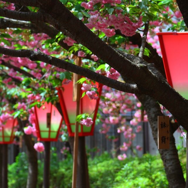 造幣局　さくらの通り抜け

「日本さくら名所100選」に選定されている造幣局で開催される大阪の風物詩【桜の通り抜け】
毎年1週間だけ一般公開されます。
（今年は2023年4月7日～4月13日）

明治16年（1883）桜が満開時の数日間だけ構内を開放して桜の通りぬけが始まりました。今年で140周年を迎えます。

旧藤堂藩蔵屋敷で里桜を育成しており、造幣局は敷地と共にその桜を受け継ぎました。大正時代には煤煙により桜の枯死が続き一重八重が主流になりました。昭和の大空襲では約300本の桜が焼失しましたが、順次桜樹の補充も行われ昭和26年（1951）には夜間開放もスタートしました。

現在では約140種、約340本の桜が咲き、毎年60～70万人の来場者でにぎわい、大手毬、小手毬など珍しい品種も見る事ができるのできます。

南門～北門の一方通行で約560ｍ美しいピンクの桜トンネルをお楽しみ頂けます。入場はWEBにて事前予約となりますので、詳しくは造幣局HPをご確認ください。
https://www.mint.go.jp/enjoy/toorinuke/sakura_osaka_news_r5.html

#造幣局桜の通り抜け #大阪の風物詩 #歴史街道 #造幣局の桜 #大阪観光 #限定公開 #日本さくら名所100選 #桜の通り抜け