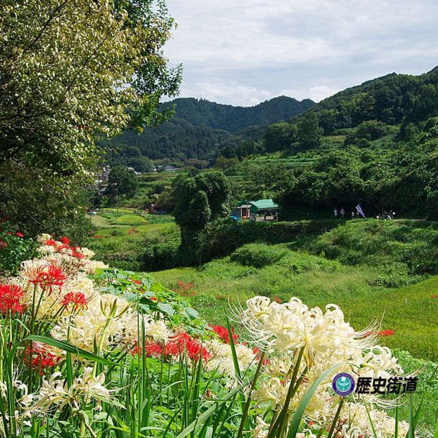 明日香村の彼岸花

日本の棚田百選にも選ばれている奈良・明日香村「稲渕棚田」周辺は、お彼岸の頃になると彼岸花（別名：曼殊沙華（まんじゅしゃげ））が見頃を迎えます。

中国原産で日本では帰化植物とされて、渡来した具体的な時代などは諸説あります。日本のあぜ道に多く見られ、赤だけでなく白や黄色の彼岸花も多く見られます。

開花時期頃には彼岸花祭り(2023.9.23/24)も開催されているので、明日香村周辺にある石舞台古墳やキトラ古墳、飛鳥寺など歴史探索も併せてお楽しみください。

#明日香村 #彼岸花 #歴史街道 #日本の風景 #奈良県 #秋の花 #曼殊沙華 #お彼岸