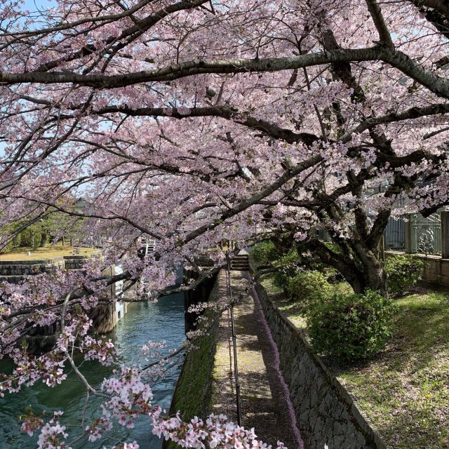 琵琶湖疎水は、京都への飲料水の供給と灌漑、水運、発電を目的として明治18年（1885）から約5年の歳月をかけて完成した人口の運河です。起点となる大津市・三井寺付近の大津閘門は桜で彩られるのももうすぐです。
#京都 #琵琶湖 #疎水 #桜 #南禅寺 #水路閣 #歴史街道