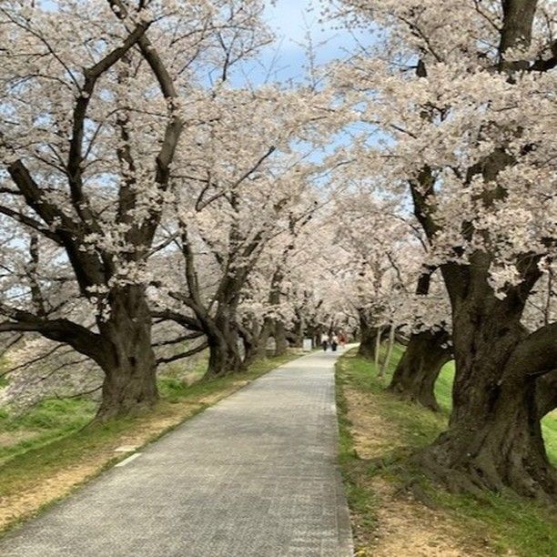 京都府八幡市は、石清水八幡宮の門前町として栄えました。
全長1.4ｋｍの背割堤には、200本以上のソメイヨシノが植えられ、桜のシーズンには川沿いがピンクに染まります。3月23日（土）～4月7日（日）の期間、「さくらまつり」が開催されます。3月25日現在、桜のつぼみが膨らんできているとのことです。
#京都 #八幡 #木津川 #宇治川 #桜