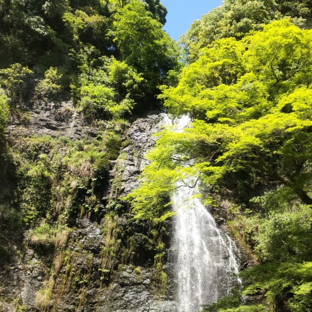 大阪府箕面市。日本の滝百選にも選ばれている箕面大滝は落差33メートル。流れ落ちる姿が農具の「箕」に似ていることからこの名で呼ばれるようになりました。周辺は美しい自然が広がり、5月夏は青紅葉、秋には真っ赤な紅葉が滝をひきたてます。
#大阪 #箕面 #滝 #青紅葉 #歴史街道