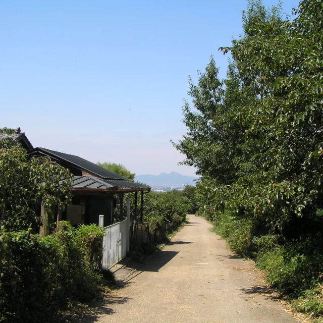 奈良盆地の東南、三輪山のふもとから東北部の若草山に並ぶ春日山のふもとまで、盆地の東端を山々の裾を縫うように通る全長16ｋｍの山の辺の道。
檜原神社の鳥居から二上山を見渡すと、四季折々、豊かな自然を感じることができます。
#奈良
#桜井
#山の辺の道
#檜原神社
#二上山
#歴史街道