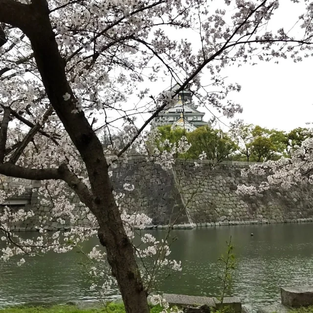 大阪城公園では、約3000本の桜が植えられ、4月13日までライトアップされた夜桜を楽しむこともできます。桜は今が見ごろ。また、新しくできた「大阪城　豊臣石垣館」で豊臣秀吉が築いた初代大坂城の石垣を見ることができます。
#大阪
#大阪城
#桜
#天守閣
#ライトアップ
#豊臣石垣館
#歴史街道