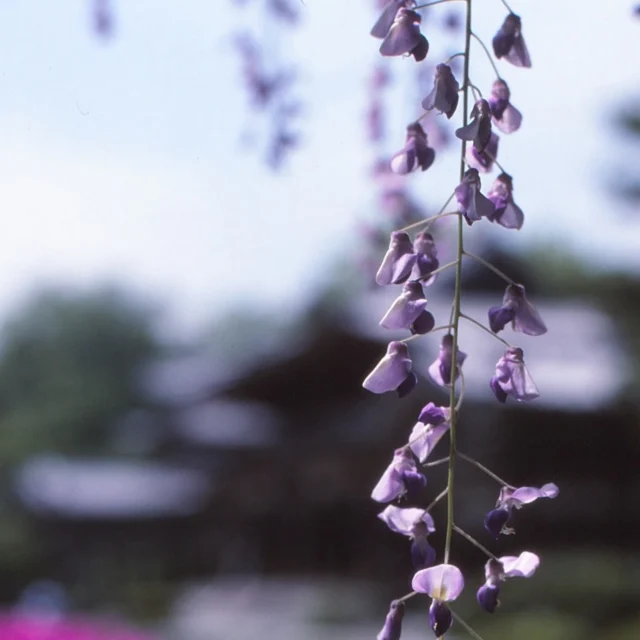 平等院鳳凰堂の前にある阿字池のほとりに佇む藤。樹齢280年と伝わる古木です。
見ごろは例年4月中旬から5月初旬。「砂ずりの藤」といわれる藤棚は、地面に届かんばかりの花房の長さを誇ります。今年はどんな花が咲くでしょうか。
#京都
#宇治
#平等院
#藤
#見ごろ
#歴史街道