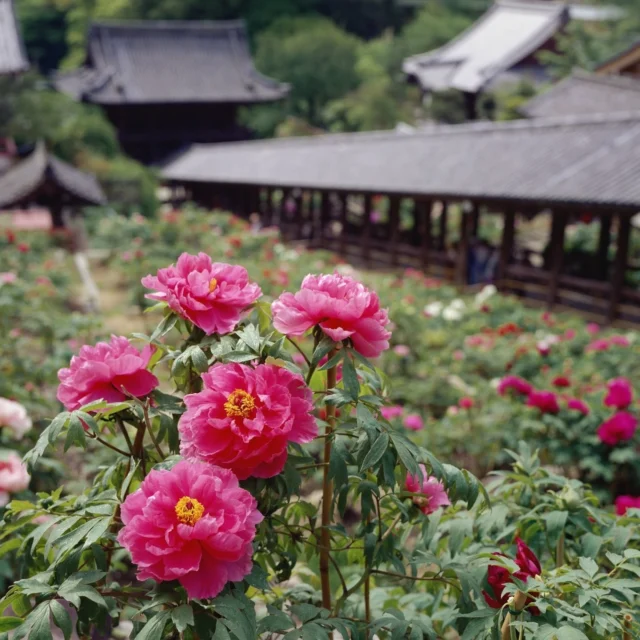 奈良県桜井市にある長谷寺。7世紀、僧道明上人が天武天皇のために銅板法華説相図(国宝)を西の岡に安置したことが始まりと言われています。
舞台造の本堂は徳川家光により再建されたもので、本尊の十一面観音像をはじめ、約千点にも及ぶ文化財を所蔵しています。ここは西国三十三所第８番札所です。
長谷寺といえば花の御寺。春から初夏にかけては牡丹や石楠花、山吹、満天星躑躅、雪柳が次々と花をつけ、境内を彩ます。５月11日（日）まで、春のぼたんまつりが開催されています。
#奈良 
#桜井 
#長谷寺 
#牡丹 
#十一面観音 
#花の寺 
#歴史街道