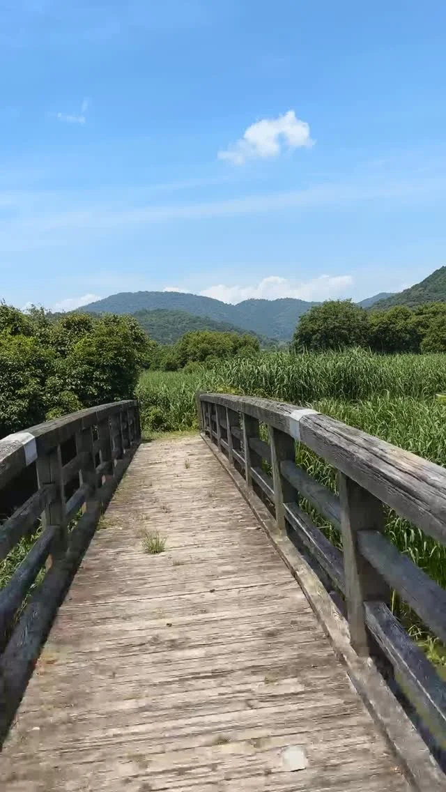 夏の滋賀で、水辺の風景に癒されよう🌿

📍西の湖（にしのこ）
琵琶湖最大の内湖
住所：滋賀県近江八幡市白王町周辺

織田信長の居城・安土城のすぐそばに広がる西の湖。
近畿最大級のヨシ群落が、豊かな湿地をつくり出しています。

このヨシは、水を浄化し、数多くの動植物の命を育む存在。
四季折々の表情で、訪れる人を楽しませてくれます。

静かな湖面に風が渡り、鳥のさえずりが響く風景は、まるで別世界。
遊覧船に揺られながら、自然と調和した時間を過ごしてみては？

#滋賀観光
#近江八幡市
#西の湖
#ヨシ群落
#ラムサール条約湿地
#水辺の風景
#癒しの風景
#歴史街道