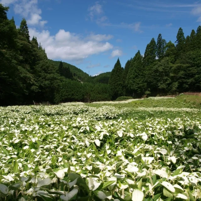 御杖村神末地区の岡田の谷には、半夏生が約3,000平方メートルに渡って群生しています。
ドクダミ科の多年生落葉草本植物で、七十二候のひとつ「半夏生」の頃に花を咲かせることからその名が付きました。
例年見頃は、7月上旬～下旬頃です。
#奈良県
#御杖村
#半夏生
#白い
#岡田の谷
#歴史街道