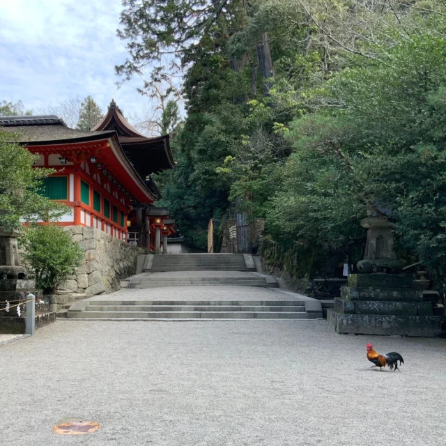 奈良県天理市は、最古の官道のひとつ「山の辺の道」が通るまち。
「石上布留の神杉神さびし　恋をも吾はさらにするかも」と、柿本人麻呂が万葉集にうたっている石上神宮は、現存する日本最古の拝殿をもち、百済王が倭王に献じたのではといわれる七支刀や素盞鳴尊が八岐大蛇を退治したと伝わる天羽斬剣など、神庫には数多くの武器が収められています。神宮の前からは、奈良盆地の東に連なる美しい青垣の山裾を縫うように「山の辺の道」が続いています。
#奈良 
#天理 
#山の辺の道 
#散策 
#歴史街道